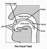 Human vocal tract Human vocal tract